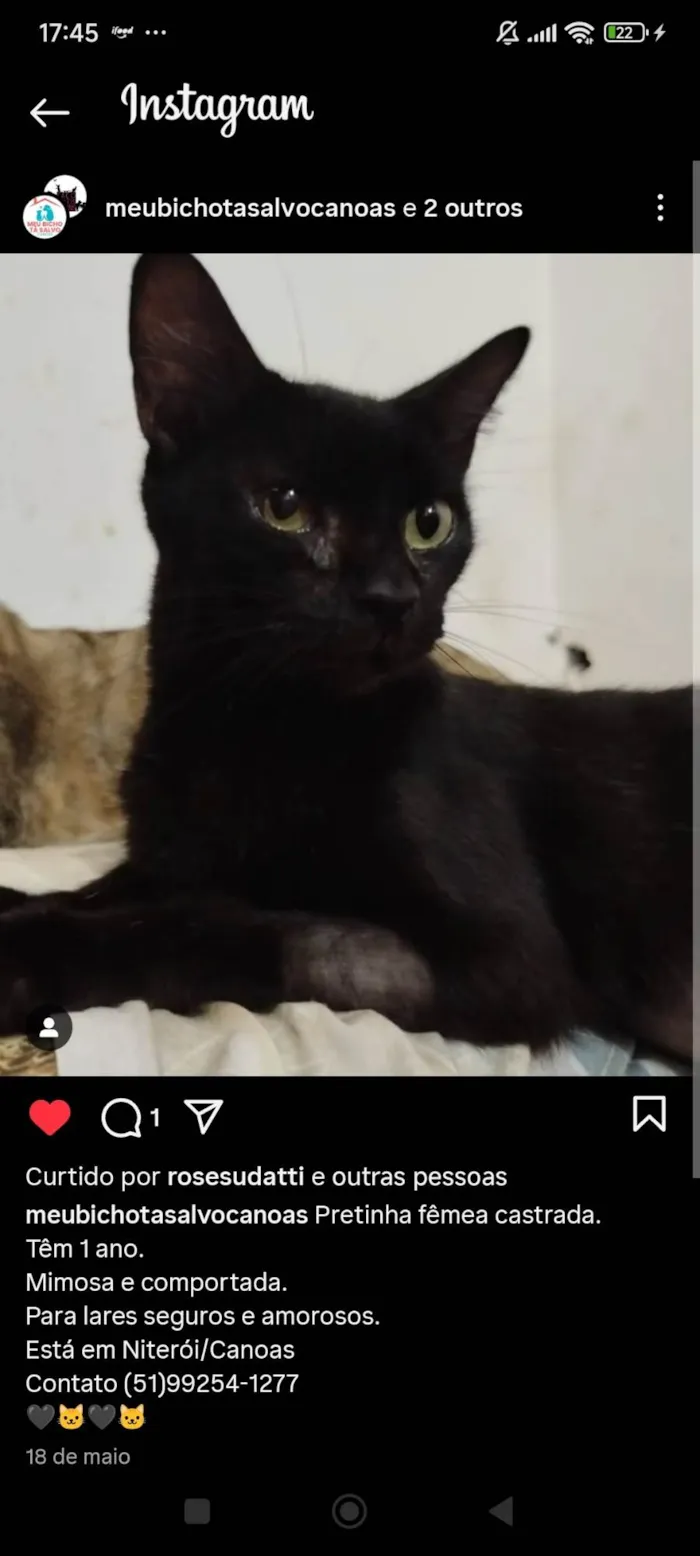 Gato ra a SRD-ViraLata idade 7 a 11 meses nome Pudim, Revirada, Tripa-Seca, Phoebe...