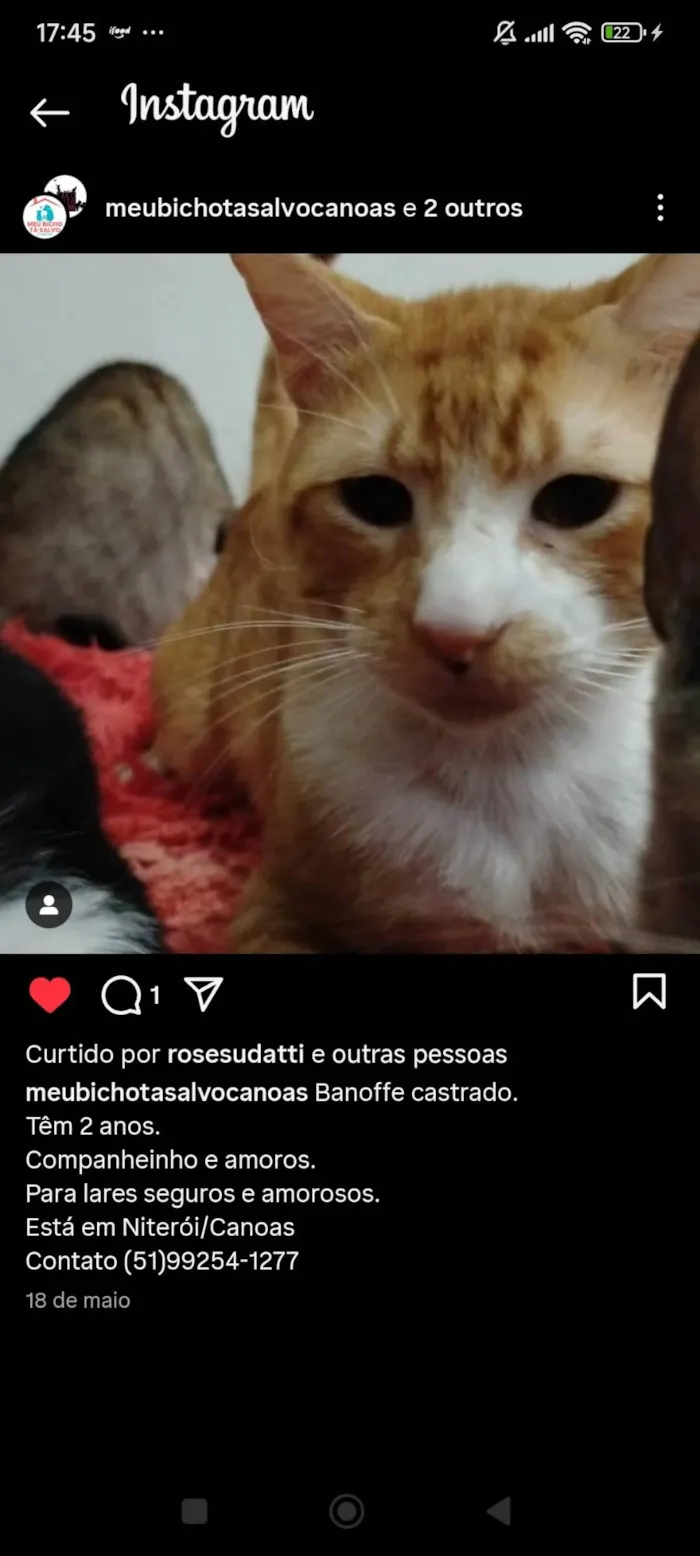 Gato ra a SRD-ViraLata idade 7 a 11 meses nome Pudim, Revirada, Tripa-Seca, Phoebe...