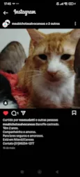 Pudim, Revirada, Tripa-Seca, Phoebe...