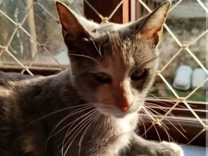 Gato raça SRD-ViraLata idade 7 a 11 meses nome Pudim, Revirada, Tripa-Seca, Phoebe...