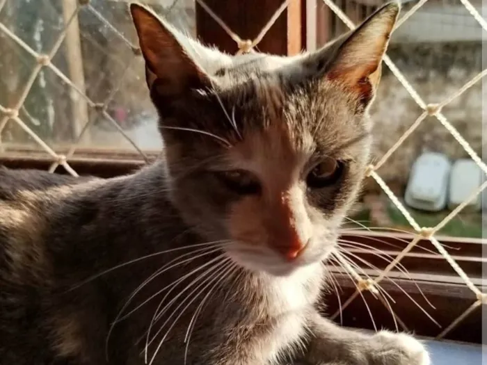Gato ra a SRD-ViraLata idade 7 a 11 meses nome Pudim, Revirada, Tripa-Seca, Phoebe...