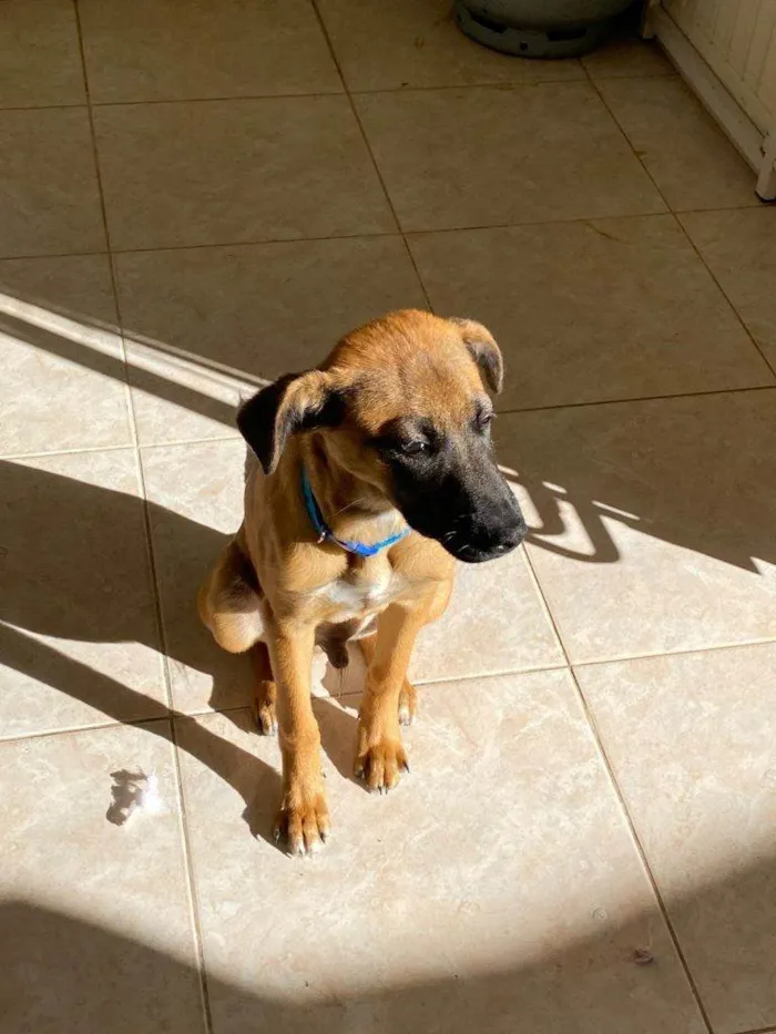 Cachorro ra a SRD-ViraLata idade 2 a 6 meses nome Falar com Gabriel - Whats 11 94934-7565