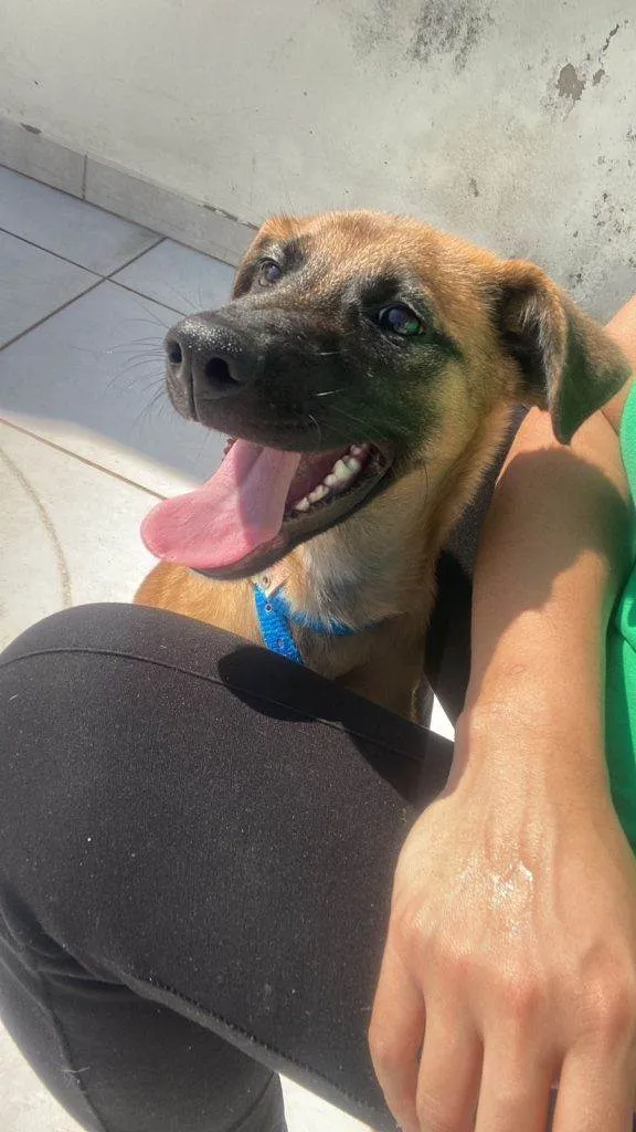 Cachorro ra a SRD-ViraLata idade 2 a 6 meses nome Falar com Gabriel - Whats 11 94934-7565