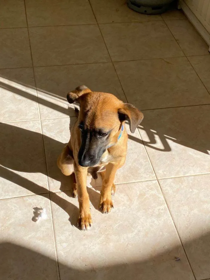 Cachorro ra a SRD-ViraLata idade 2 a 6 meses nome Falar com Gabriel - Whats 11 94934-7565