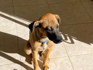 Cachorro raça SRD-ViraLata idade 2 a 6 meses nome Falar com Gabriel - Whats 11 94934-7565