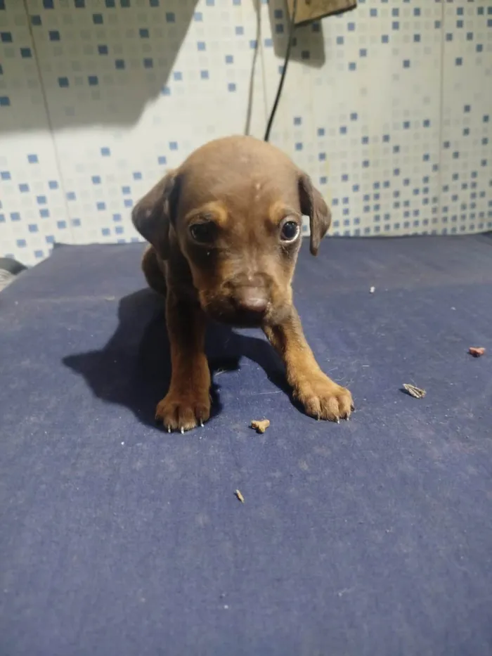 Cachorro ra a SRD-ViraLata idade Abaixo de 2 meses nome Falar com Luis - Whats 11 98543-7870