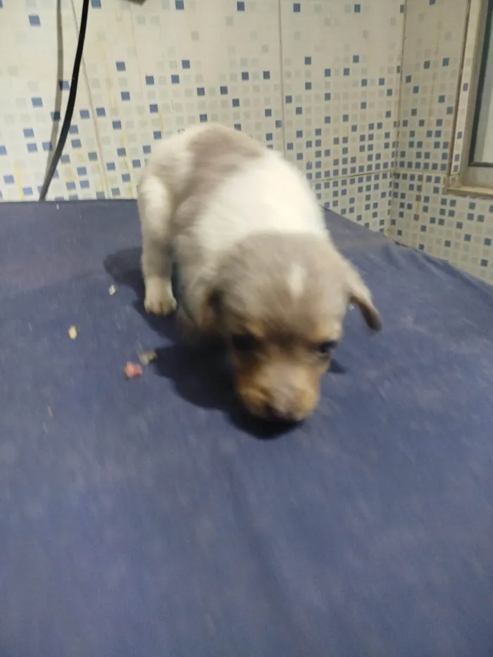 Cachorro ra a SRD-ViraLata idade Abaixo de 2 meses nome Falar com Luis - Whats 11 98543-7870