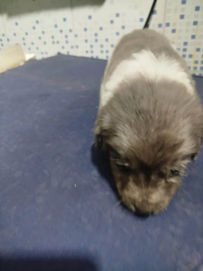 Cachorro ra a SRD-ViraLata idade Abaixo de 2 meses nome Falar com Luis - Whats 11 98543-7870