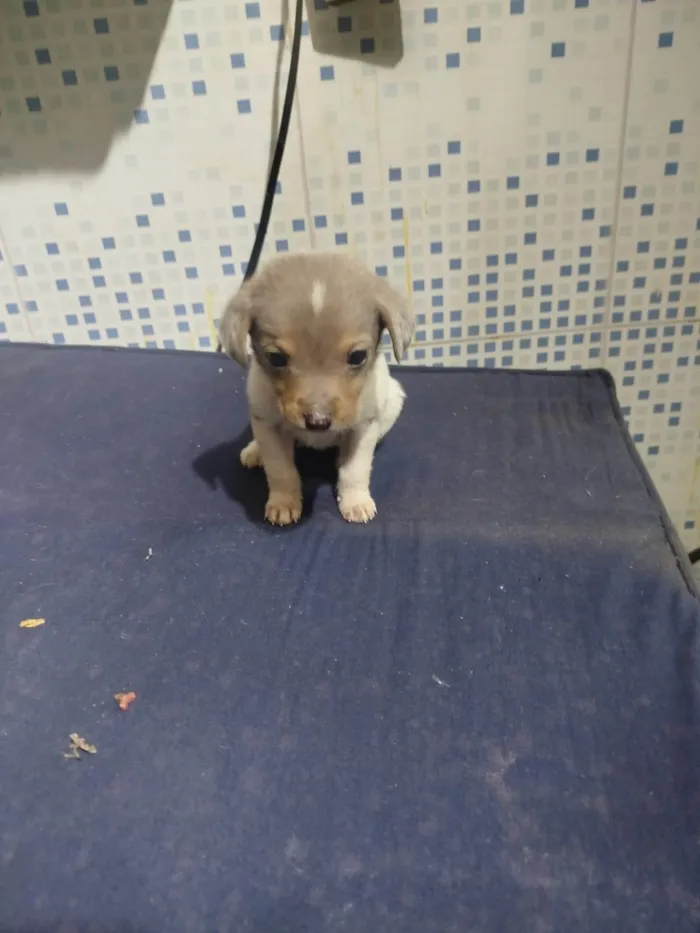 Cachorro ra a SRD-ViraLata idade Abaixo de 2 meses nome Falar com Luis - Whats 11 98543-7870