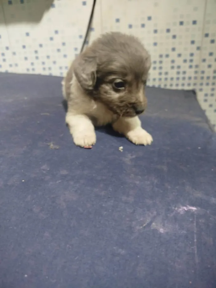 Cachorro ra a SRD-ViraLata idade Abaixo de 2 meses nome Falar com Luis - Whats 11 98543-7870