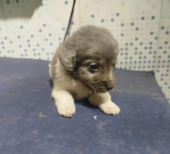 Cachorro ra a SRD-ViraLata idade Abaixo de 2 meses nome Falar com Luis - Whats 11 98543-7870