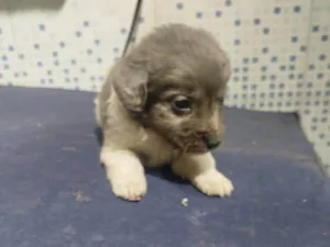 Cachorro raça SRD-ViraLata idade Abaixo de 2 meses nome Falar com Luis - Whats 11 98543-7870