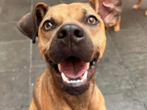 Cachorro raça SRD-ViraLata idade 2 a 6 meses nome Falar com Aline - Whats 11 98355-0599
