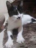 Mika