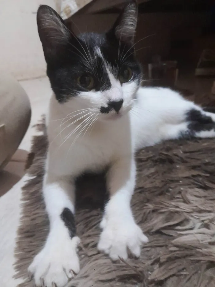 Gato ra a SRD-ViraLata idade 7 a 11 meses nome Mika