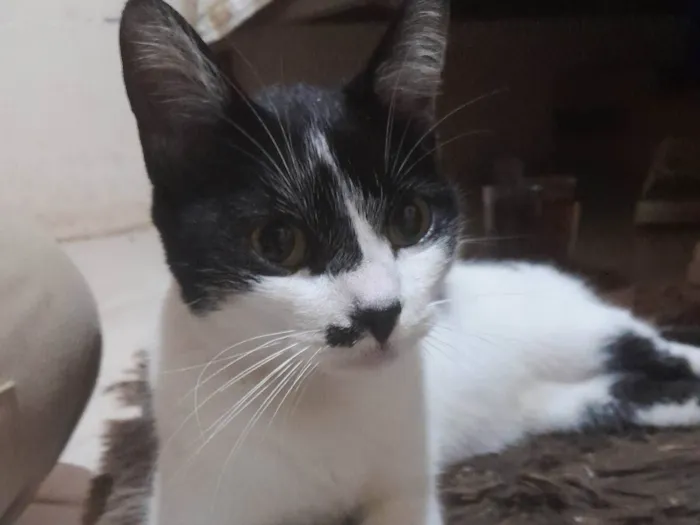 Gato ra a SRD-ViraLata idade 7 a 11 meses nome Mika
