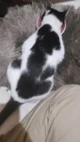 Mika