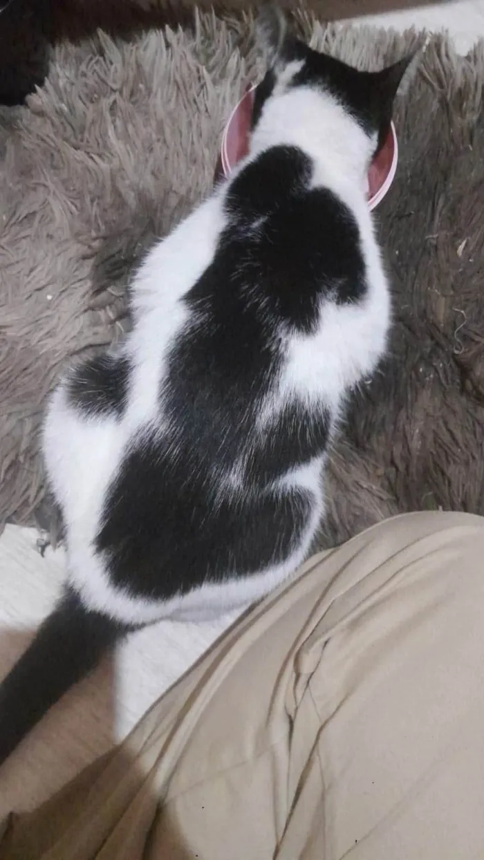 Gato ra a SRD-ViraLata idade 7 a 11 meses nome Mika