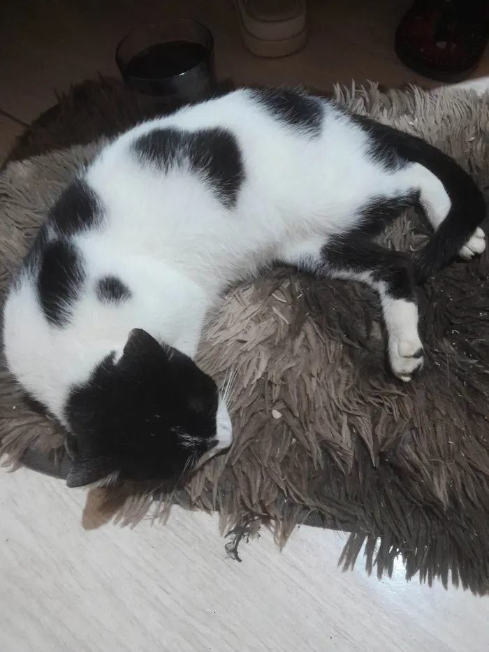 Gato ra a SRD-ViraLata idade 7 a 11 meses nome Mika