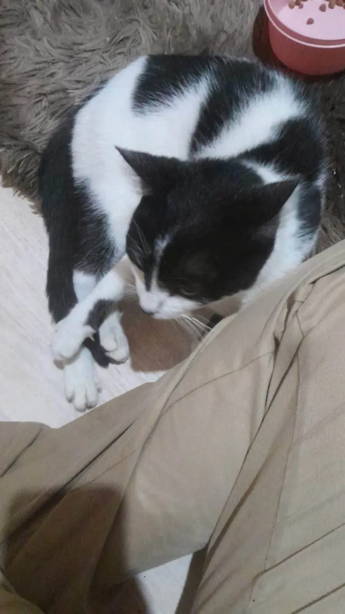 Gato ra a SRD-ViraLata idade 7 a 11 meses nome Mika