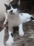 Mika