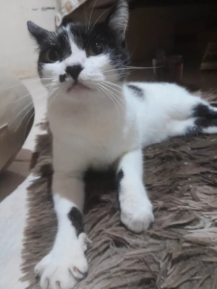 Gato ra a SRD-ViraLata idade 7 a 11 meses nome Mika