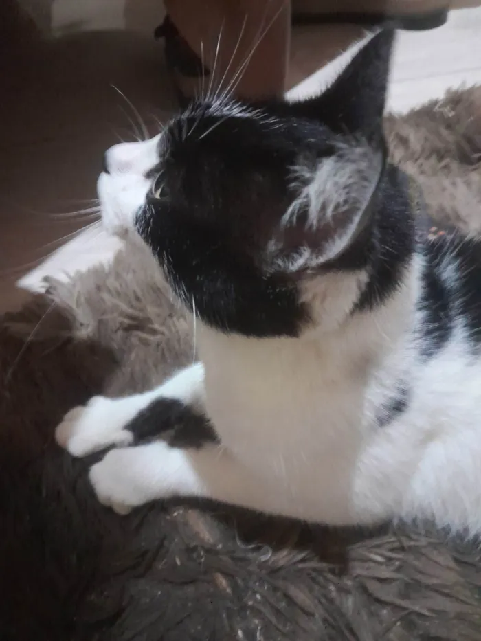 Gato ra a SRD-ViraLata idade 7 a 11 meses nome Mika