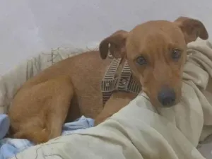 Cachorro raça Pinscher idade 7 a 11 meses nome Tom