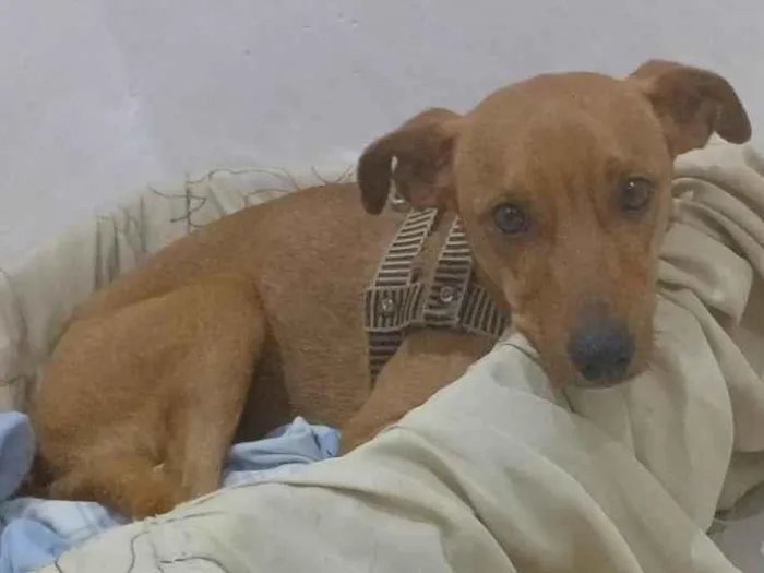 Cachorro ra a Pinscher idade 7 a 11 meses nome Tom
