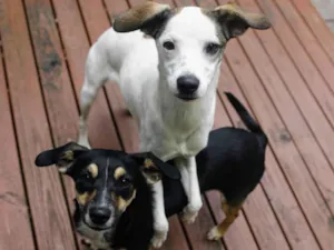 Cachorro raça SRD-ViraLata idade 7 a 11 meses nome Lua e Sol