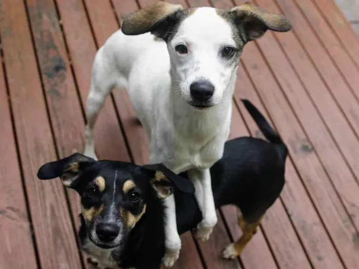 Cachorro ra a SRD-ViraLata idade 7 a 11 meses nome Lua e Sol