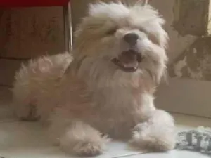 Cachorro raça Shitzu idade 7 a 11 meses nome Billy 