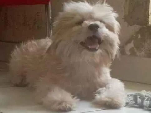 Cachorro ra a Shitzu idade 7 a 11 meses nome Billy 