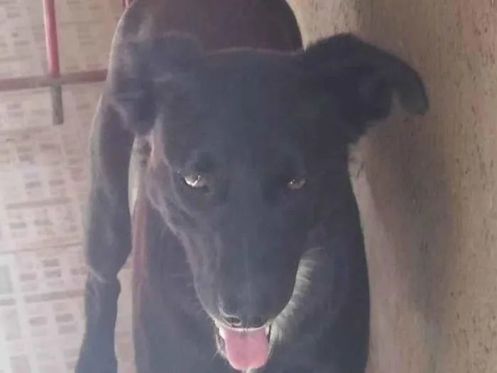 Cachorro ra a SRD-ViraLata idade 2 anos nome Pantera 