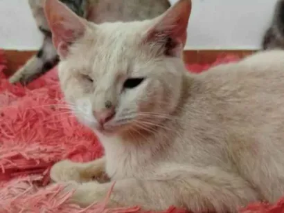 Gato raça SRD-ViraLata idade 7 a 11 meses nome Pudim, Revirada, Tripa-Seca, Phoebe...