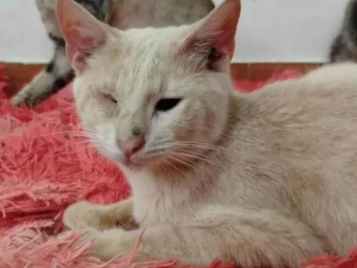 Gato ra a SRD-ViraLata idade 7 a 11 meses nome Pudim, Revirada, Tripa-Seca, Phoebe...