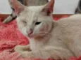 Pudim, Revirada, Tripa-Seca, Phoebe...