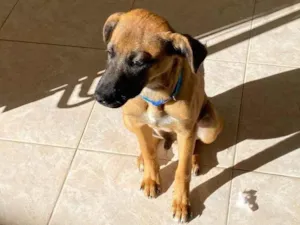 Cachorro raça SRD-ViraLata idade 2 a 6 meses nome Falar com Gabriel - Whats 11 94934-7565
