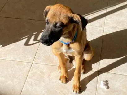 Cachorro raça SRD-ViraLata idade 2 a 6 meses nome Falar com Gabriel - Whats 11 94934-7565