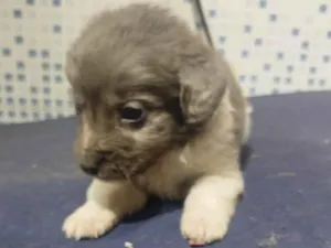 Cachorro raça SRD-ViraLata idade Abaixo de 2 meses nome Falar com Luis - Whats 11 98543-7870