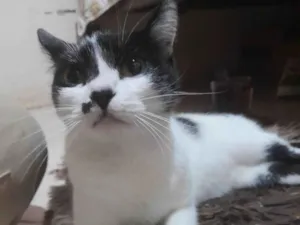 Gato raça SRD-ViraLata idade 7 a 11 meses nome Mika