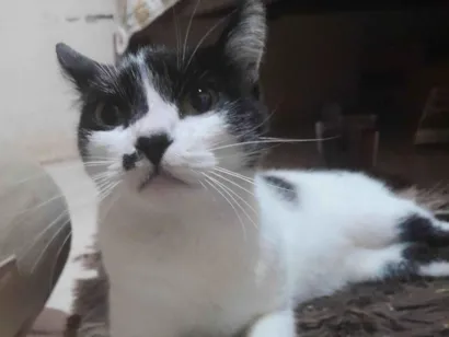 Gato raça SRD-ViraLata idade 7 a 11 meses nome Mika