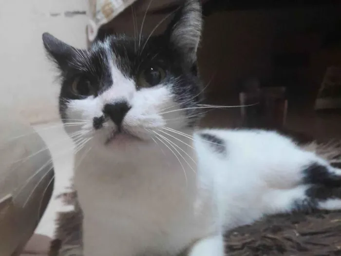 Gato ra a SRD-ViraLata idade 7 a 11 meses nome Mika
