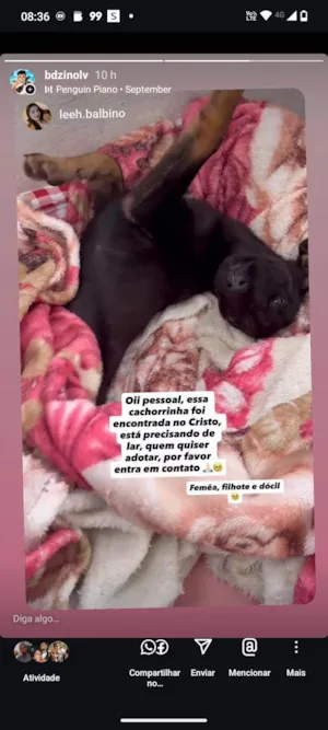 Cachorro raça SRD-ViraLata idade 2 a 6 meses nome maia 
