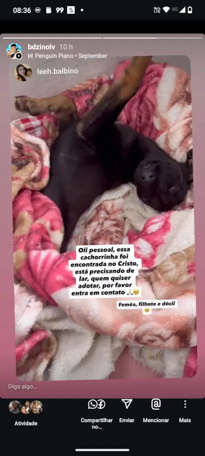 Cachorro raça SRD-ViraLata idade 2 a 6 meses nome maia 