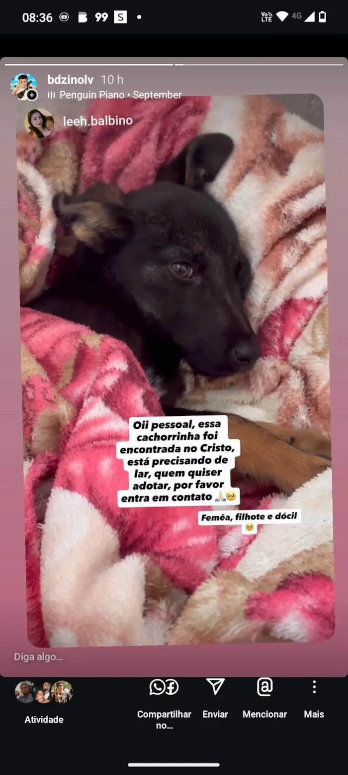 Cachorro ra a SRD-ViraLata idade 2 a 6 meses nome maia 