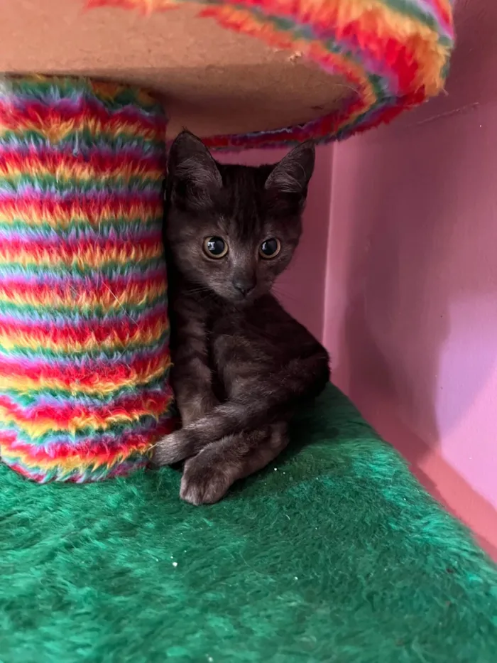 Gato ra a SRD-ViraLata idade Abaixo de 2 meses nome Joana