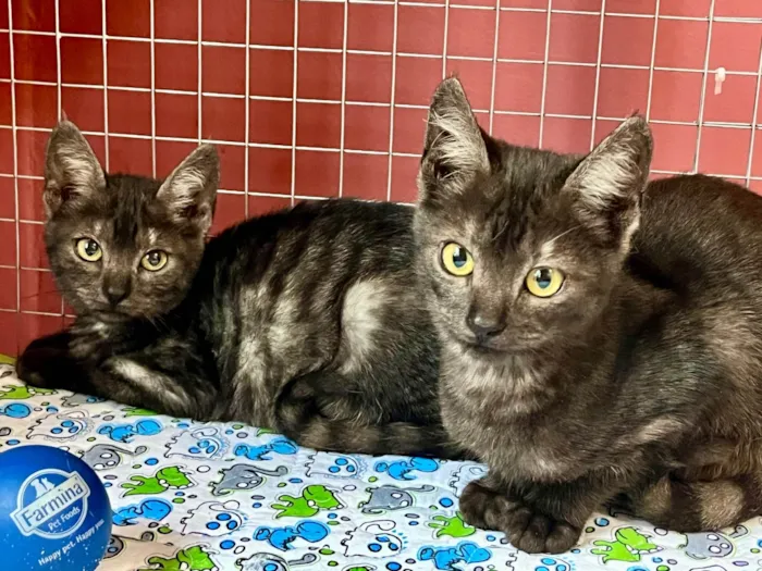 Gato ra a SRD-ViraLata idade Abaixo de 2 meses nome Joana