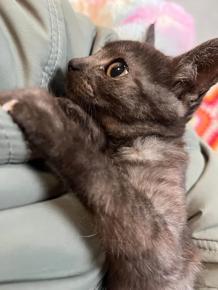 Gato ra a SRD-ViraLata idade Abaixo de 2 meses nome Joana