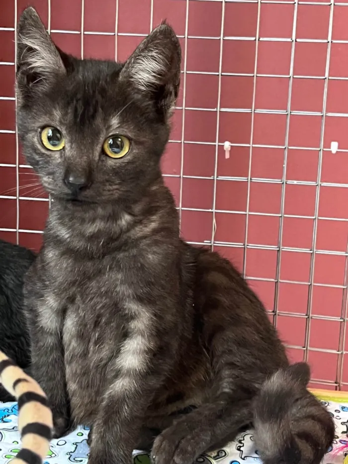 Gato ra a SRD-ViraLata idade Abaixo de 2 meses nome Joana